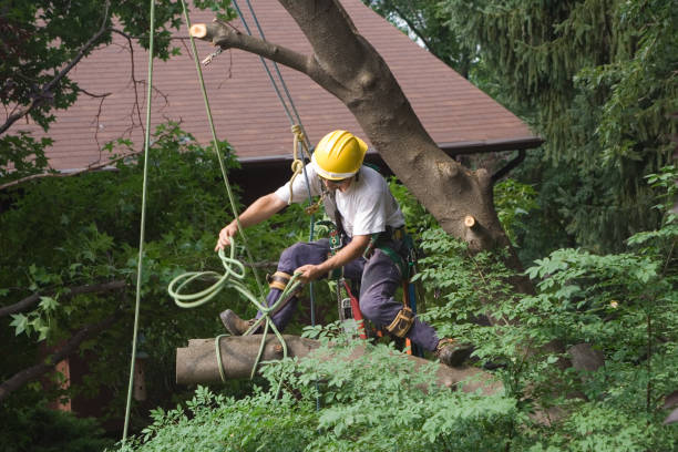 Best Lawn Watering Services  in Leesburg, FL